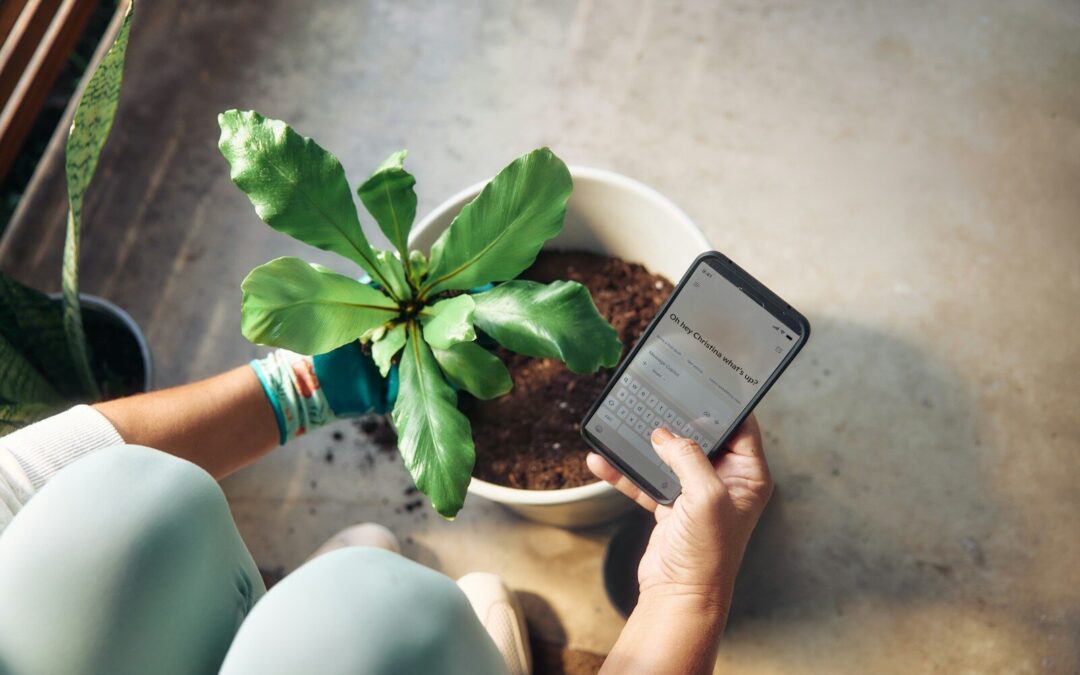 Person planting a houseplant and checking phone